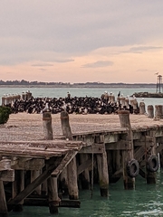 Leucocarbo chalconotus