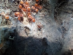 Cephalotes clypeatus