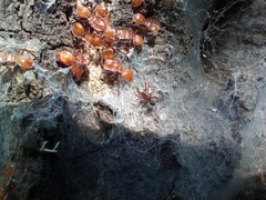Cephalotes clypeatus