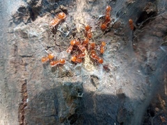 Cephalotes clypeatus