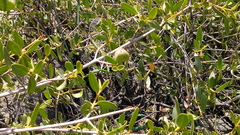 Colliguaja odorifera