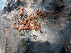 Cephalotes clypeatus