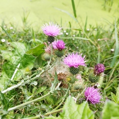 Cirsium rhaphilepis