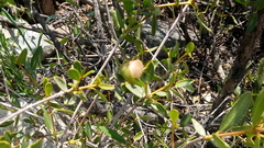 Colliguaja odorifera