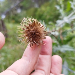 Cirsium rhaphilepis