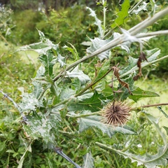 Cirsium rhaphilepis