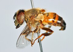 Eristalinus