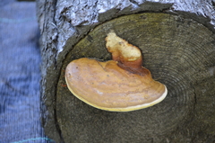 Trametes sanguinea