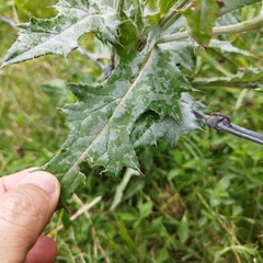 Cirsium rhaphilepis