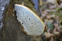 Trametes sanguinea
