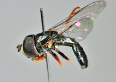 Paragus