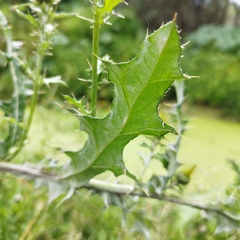 Cirsium rhaphilepis