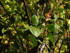 Ceanothus sanguineus