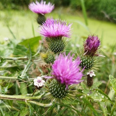 Cirsium rhaphilepis