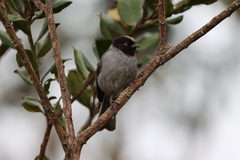 Pseudospingus verticalis