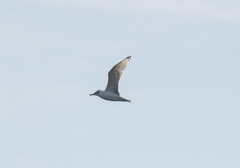 Ichthyaetus ichthyaetus