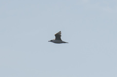 Ichthyaetus ichthyaetus