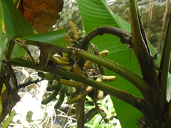 Musa banksii
