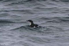 Synthliboramphus scrippsi