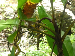 Musa banksii