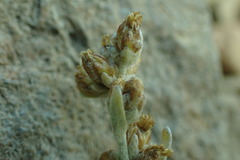Artemisia arbuscula