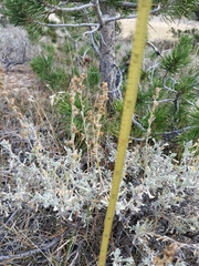 Artemisia arbuscula