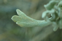 Artemisia arbuscula