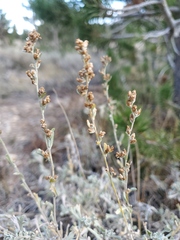 Artemisia arbuscula