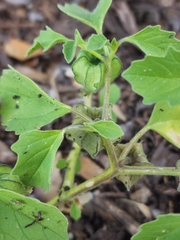 Physalis neomexicana