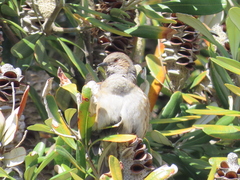 Prunella modularis occidentalis