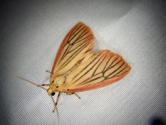 Melanaema venata