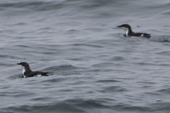 Synthliboramphus scrippsi