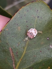 Ceroplastes sinensis