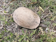 Emydura macquarii