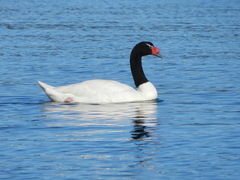 Cygnus melancoryphus