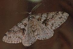 Phigalia denticulata