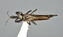 Phlaeothripidae