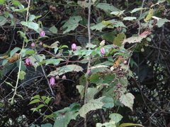 Clematis lasiandra