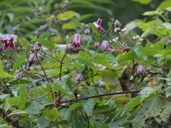 Clematis lasiandra