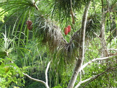 Pandanus gemmifer