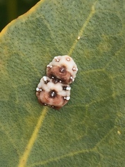 Ceroplastes sinensis