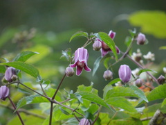 Clematis lasiandra