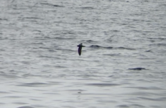 Hydrobates microsoma