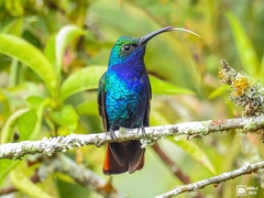 Campylopterus falcatus