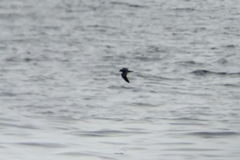 Hydrobates microsoma