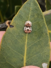 Ceroplastes sinensis