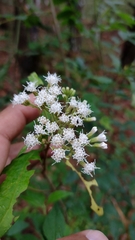 Ageratina ligustrina