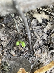 Proserpinaca palustris