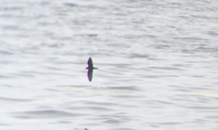 Hydrobates microsoma