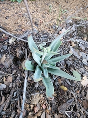 Dudleya saxosa collomiae